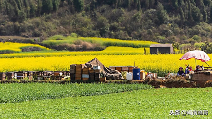 一框蜂怎樣繁殖快(教你快速繁蜂技術(shù))