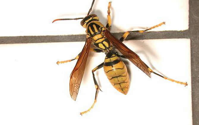 棕長(zhǎng)腳蜂有毒嗎（長(zhǎng)腳蜂毒性）