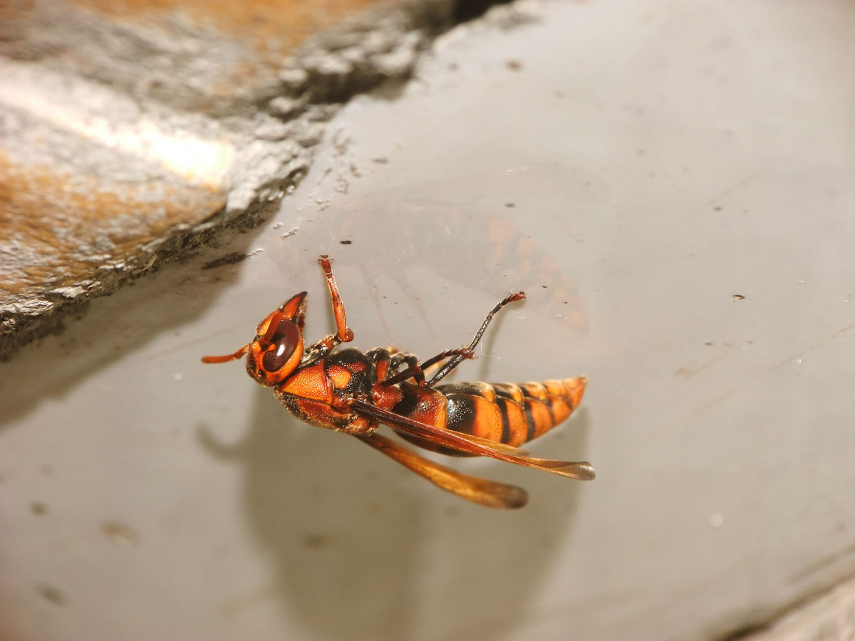 馬蜂有幾根毒針（馬蜂毒針會(huì)滯留體內(nèi)嗎）