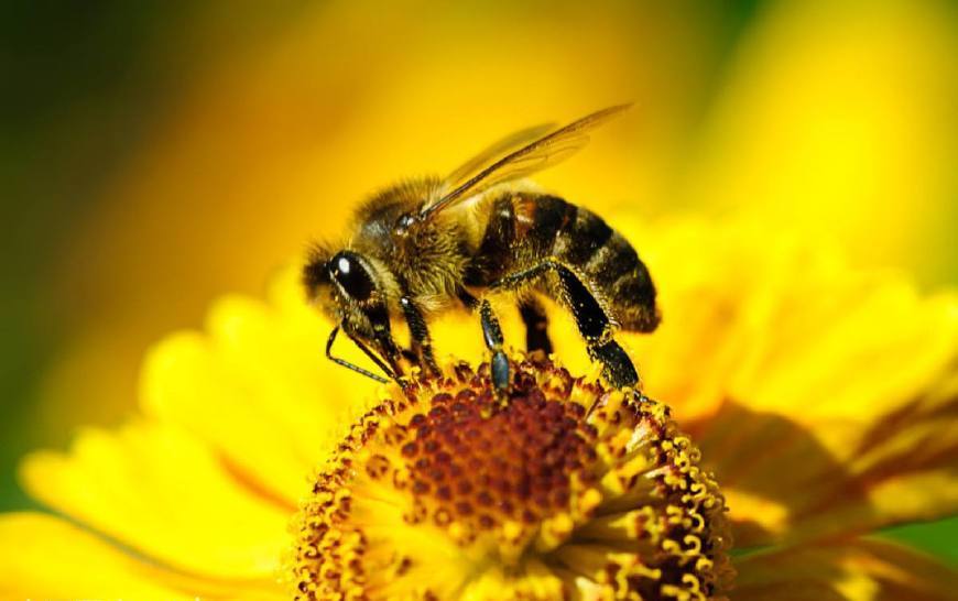 馬蜂毒刺怎么取出來(lái)（被蜜蜂蟄了怎么辦）