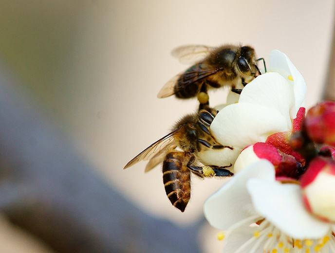 蜜蜂的優(yōu)點(diǎn)有哪些（蜜蜂有什么樣的特點(diǎn)）