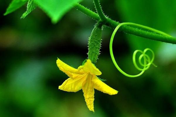 黑龍江蜜源植物介紹（黑龍江省有哪些蜜源植物）