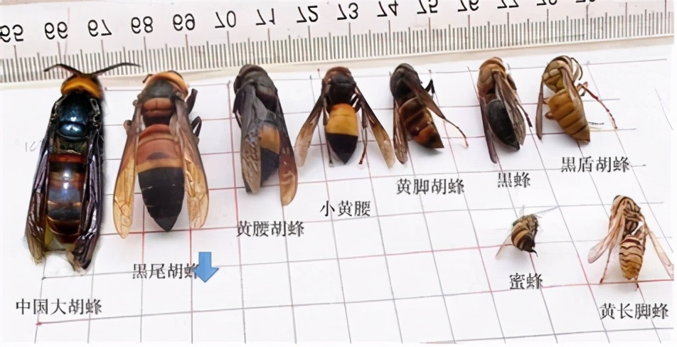 夏季養(yǎng)蜂如何消滅胡蜂（養(yǎng)蜂怎么防胡蜂）