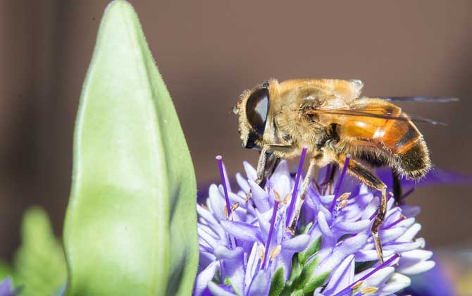 被馬蜂蟄了要觀察多久？（什么時(shí)候過危險(xiǎn)期）