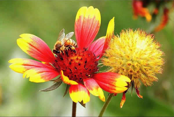 【蜜蜂知識】什么品種的中蜂蜂王最好？