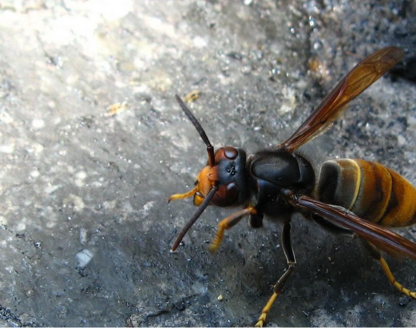胡蜂采食飛多遠(yuǎn)去采（一般馬蜂帶食每分鐘飛多少米）