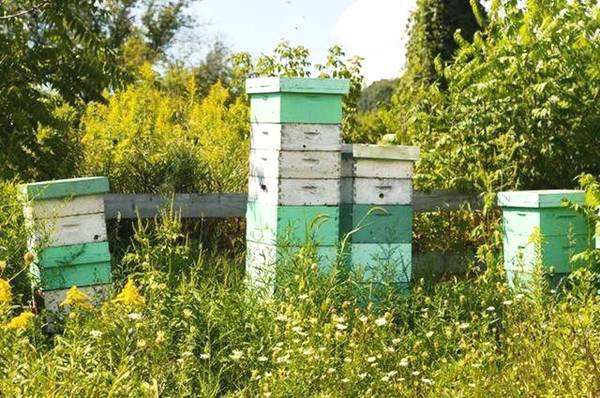 新手養蜂注意事項有哪些？