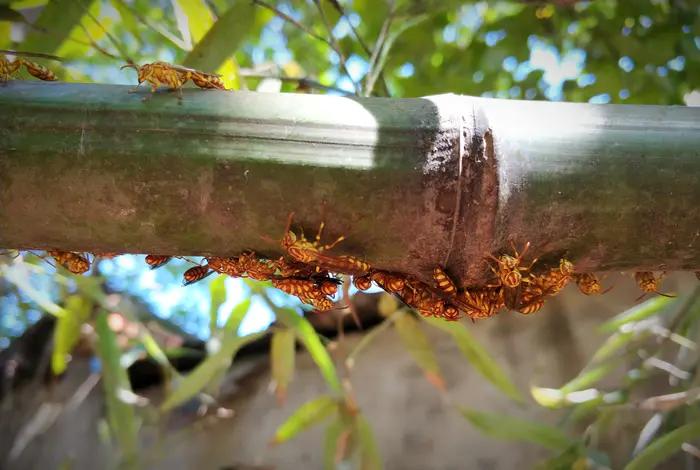 馬蜂是什么蜂（馬蜂的簡(jiǎn)要介紹）